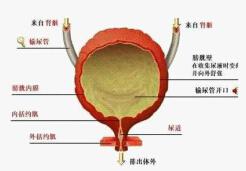 膀胱炎需要做哪些检查？怎样判断膀胱炎