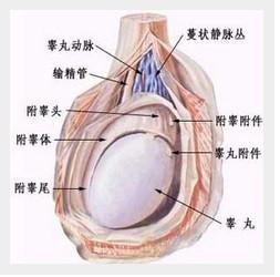 怎样预防附睾炎的发生？