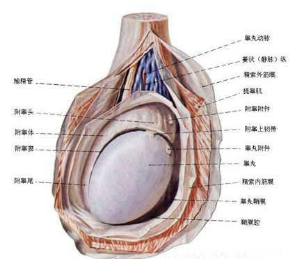 附睾炎的危害大吗