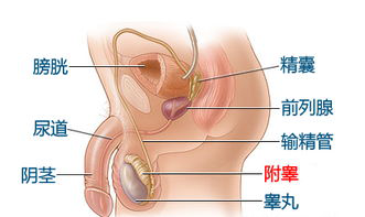 宁波治疗睾丸痛多少钱
