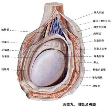 睾丸疼痛怎么治疗好？